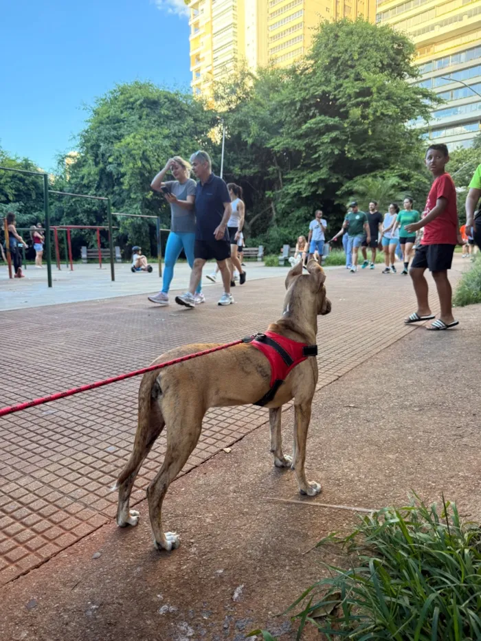 Cachorro raça SRD-ViraLata idade 7 a 11 meses nome Mel