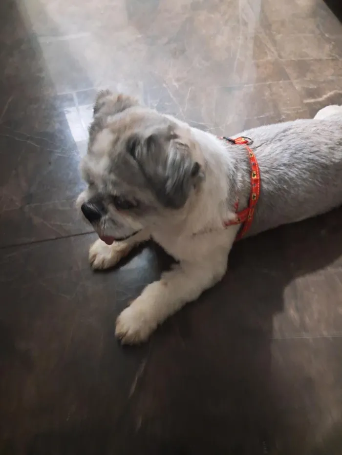 Cachorro raça Shitzu idade 4 anos nome Jhony