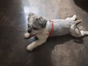 Cachorro raça Shitzu idade 4 anos nome Jhony