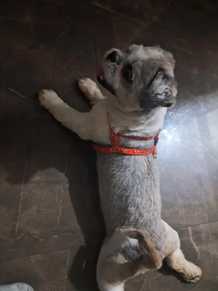 Cachorro raça Shitzu idade 4 anos nome Jhony