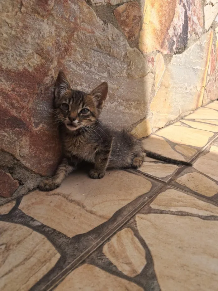 Gato raça SRD-ViraLata idade Abaixo de 2 meses nome Não tem