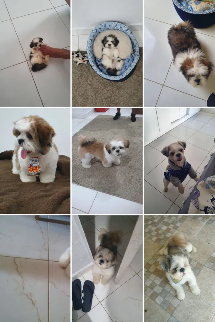 Cachorro raça Shitzu idade 4 anos nome Jhony