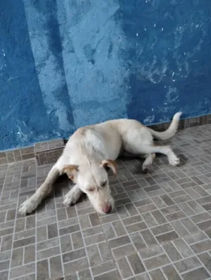 Cachorro raça SRD-ViraLata idade 1 ano nome Pandora 