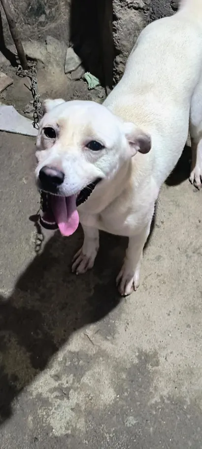 Cachorro raça SRD-ViraLata idade 1 ano nome Pingo