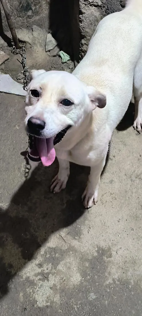 Cachorro raça SRD-ViraLata idade 1 ano nome Pingo