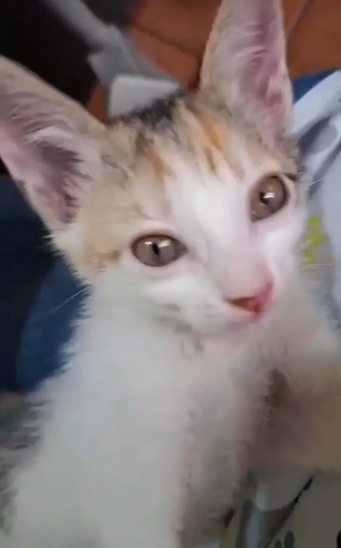 Gato raça SRD-ViraLata idade Abaixo de 2 meses nome Meg 