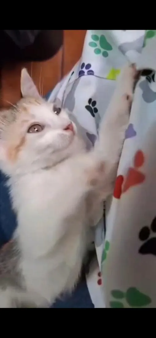 Gato raça SRD-ViraLata idade Abaixo de 2 meses nome Meg 