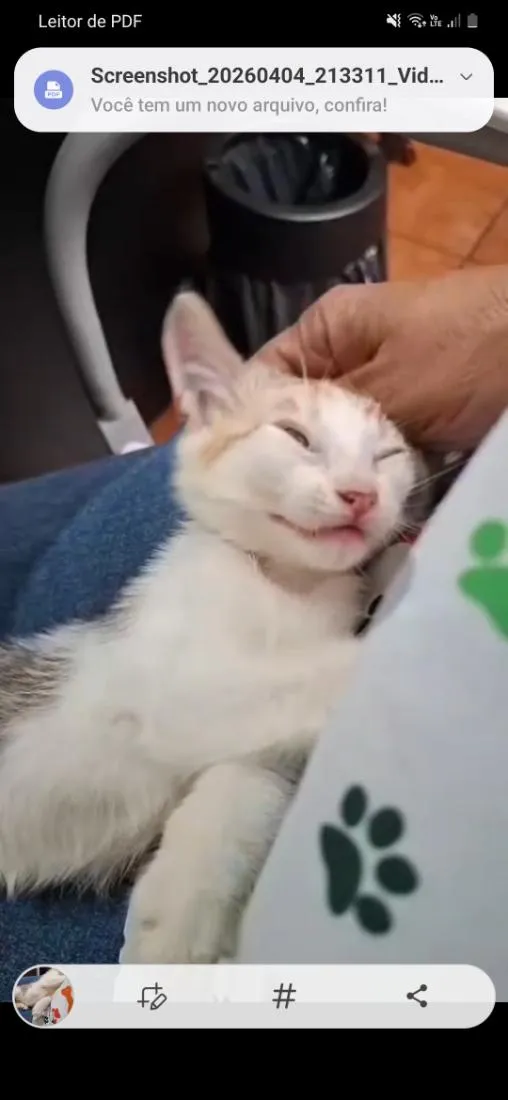 Gato raça SRD-ViraLata idade Abaixo de 2 meses nome Meg 