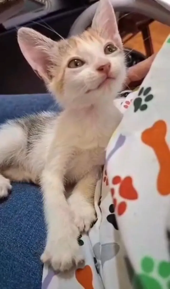 Gato raça SRD-ViraLata idade Abaixo de 2 meses nome Meg 