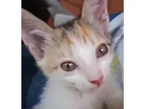 Gato raça SRD-ViraLata idade Abaixo de 2 meses nome Meg 