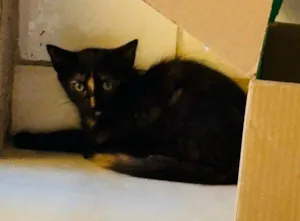 Gato raça SRD-ViraLata idade 2 a 6 meses nome Maya