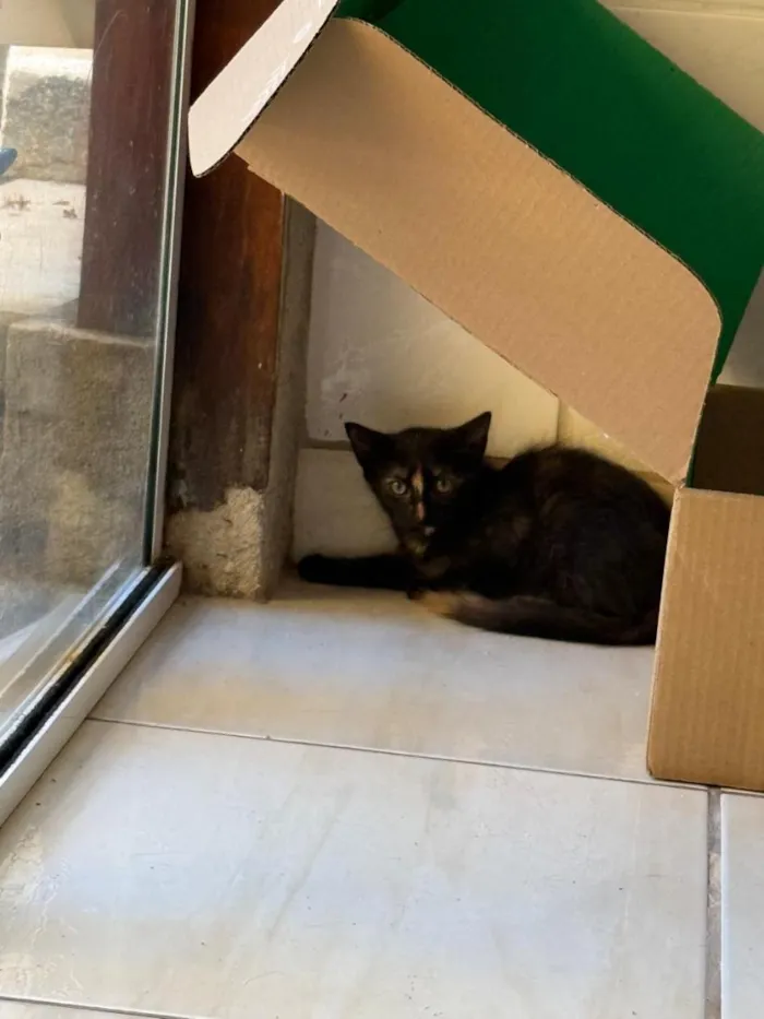 Gato raça SRD-ViraLata idade 2 a 6 meses nome Maya