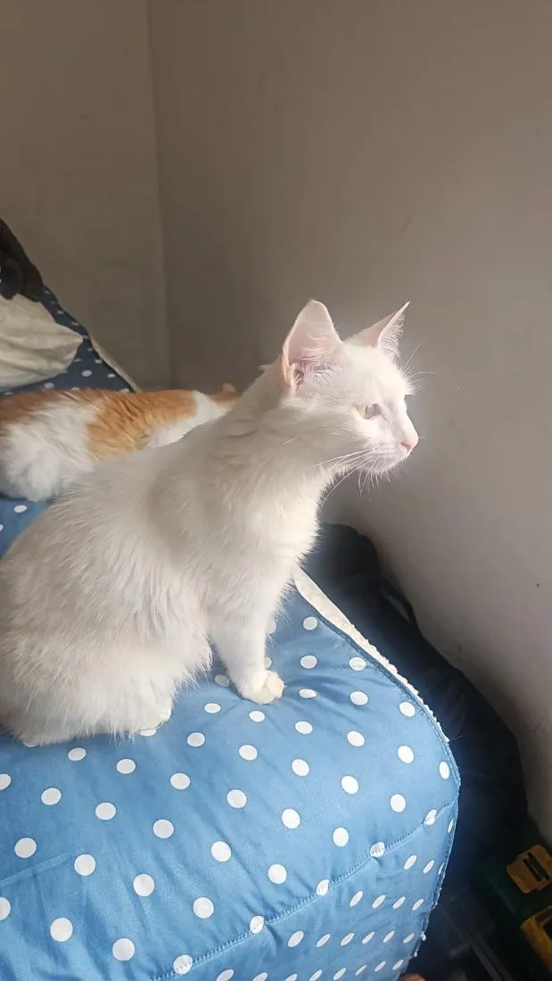 Gato raça Angorá idade 1 ano nome Branca e Amarela