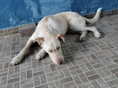 Cachorro raça SRD-ViraLata idade 1 ano nome Pandora 