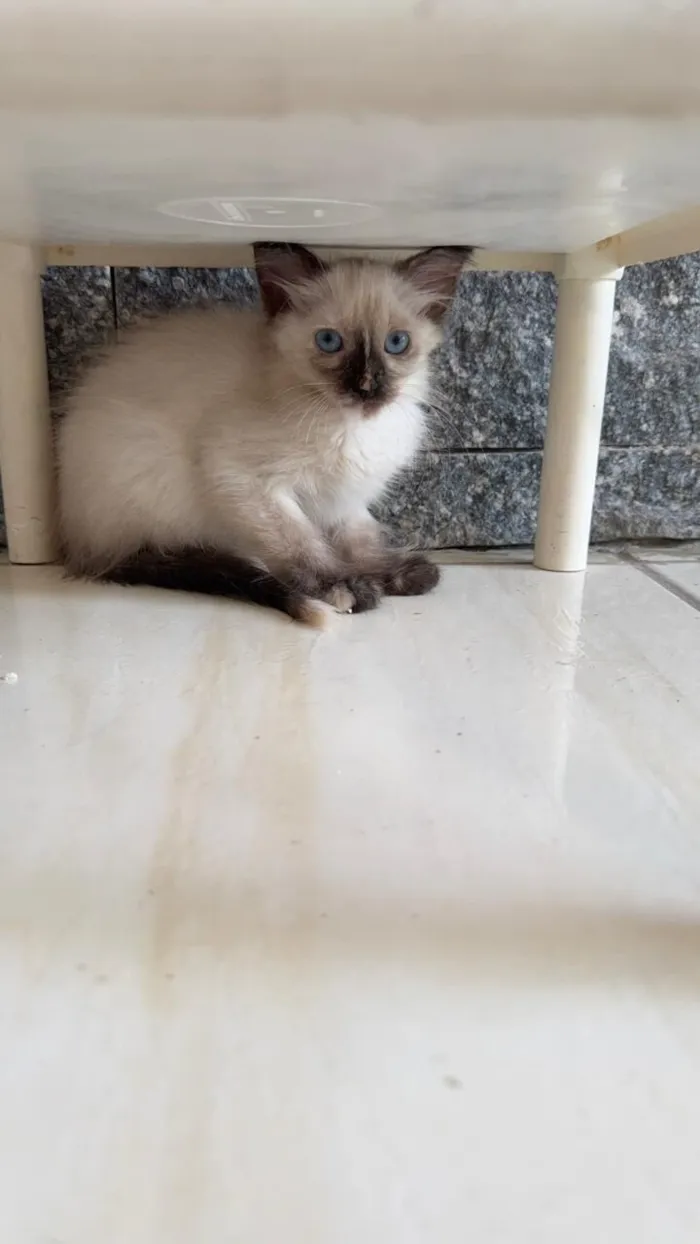 Gato raça SRD-ViraLata idade Abaixo de 2 meses nome Mia