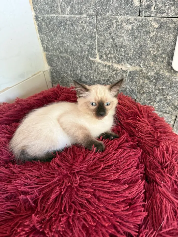 Gato raça SRD-ViraLata idade Abaixo de 2 meses nome Mia