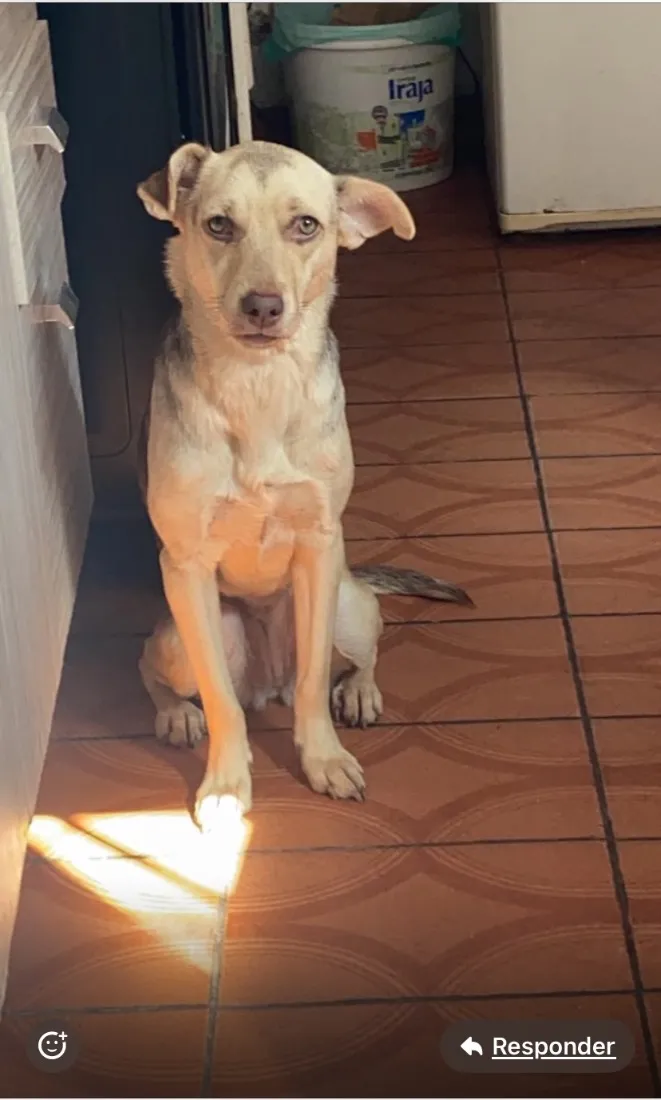 Cachorro raça SRD-ViraLata idade 6 ou mais anos nome Pandora 