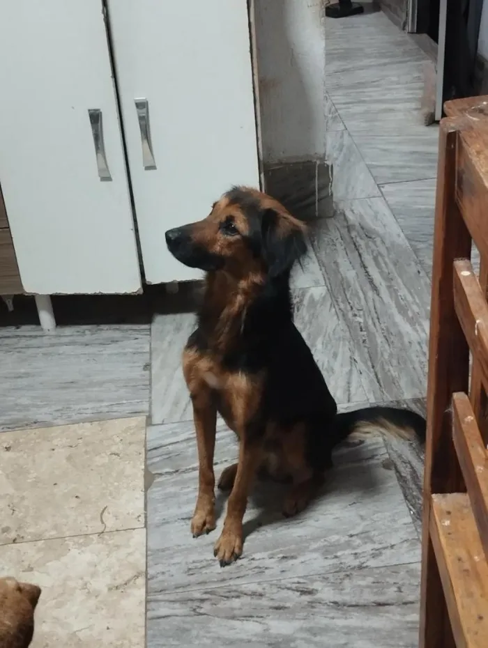 Cachorro raça SRD-ViraLata idade 2 anos nome Scott