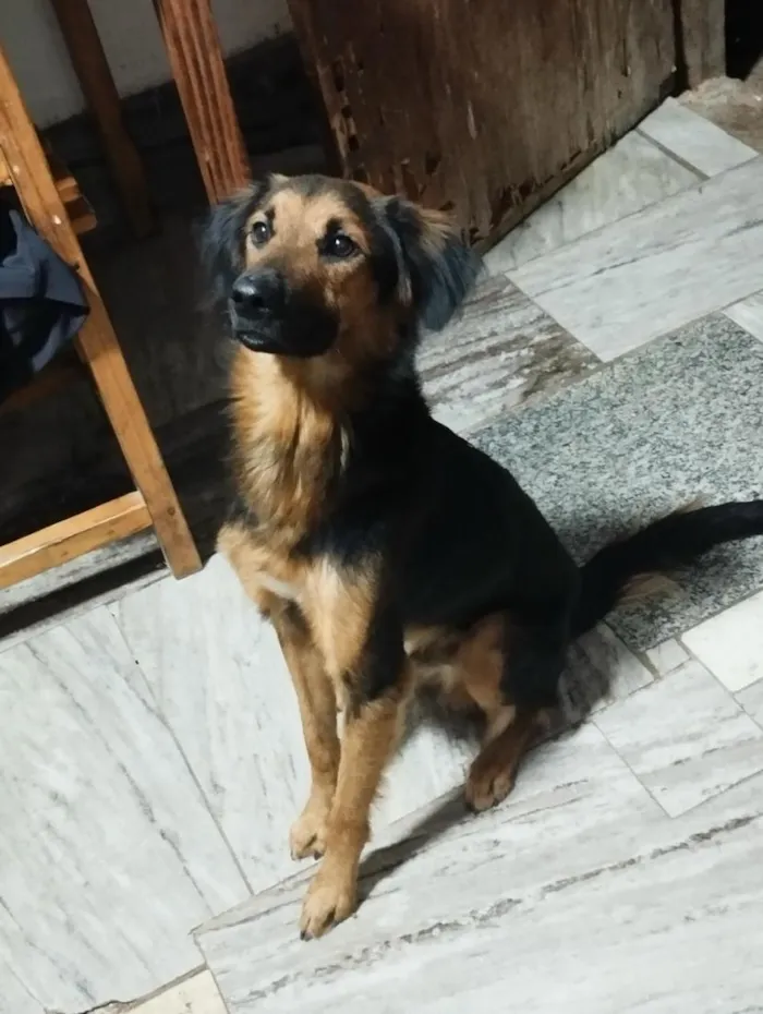 Cachorro raça SRD-ViraLata idade 2 anos nome Scott