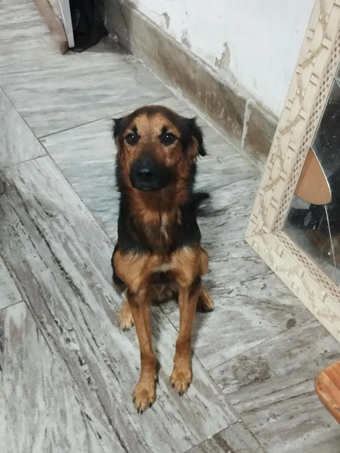 Cachorro raça SRD-ViraLata idade 2 anos nome Scott