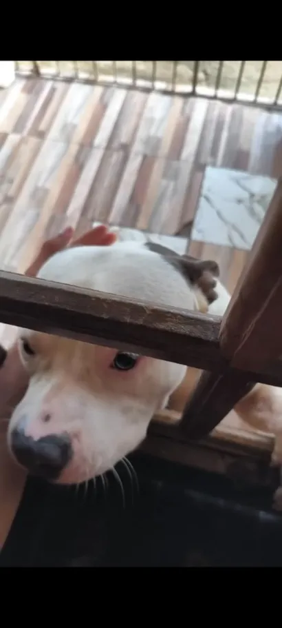 Cachorro raça Pit-Bull idade 1 ano nome scott