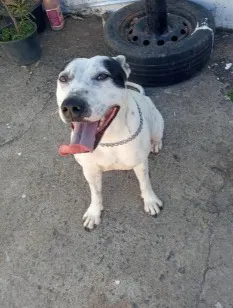 Cachorro raça SRD-ViraLata idade 6 ou mais anos nome Lety