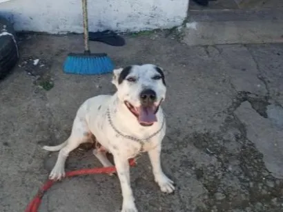 Cachorro raça SRD-ViraLata idade 6 ou mais anos nome Lety