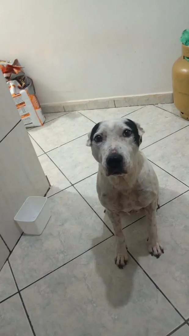 Cachorro raça SRD-ViraLata idade 6 ou mais anos nome Lety