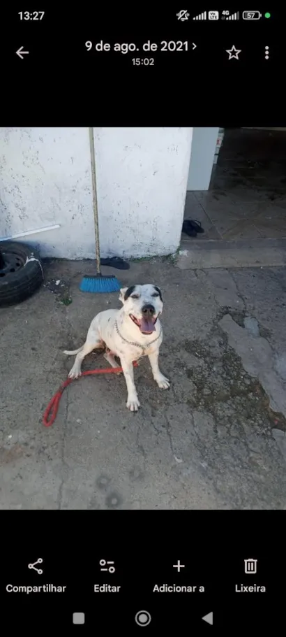 Cachorro raça SRD-ViraLata idade 6 ou mais anos nome Lety