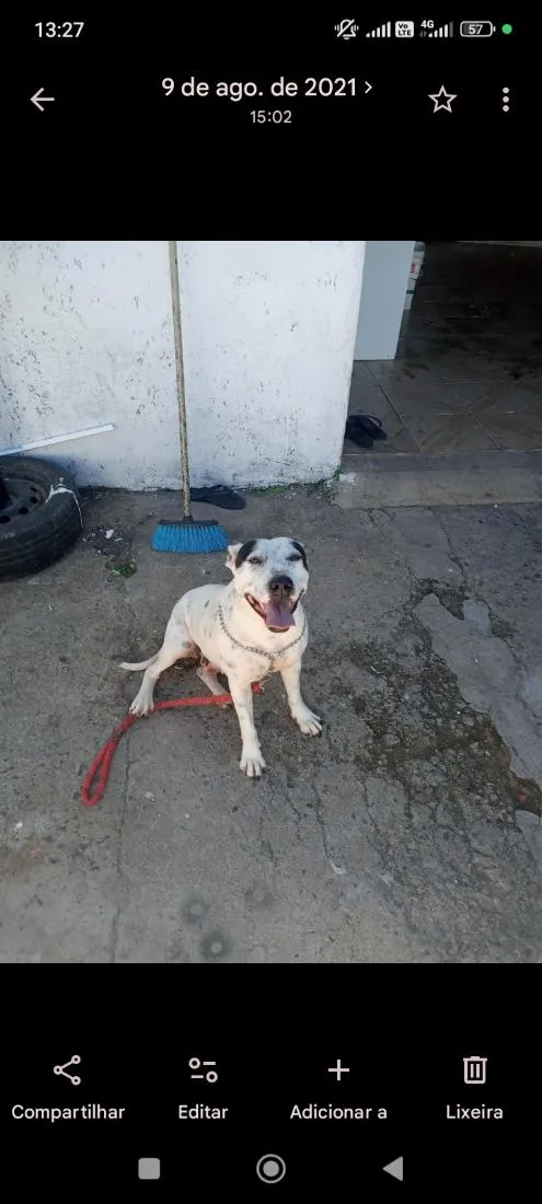 Cachorro raça SRD-ViraLata idade 6 ou mais anos nome Lety