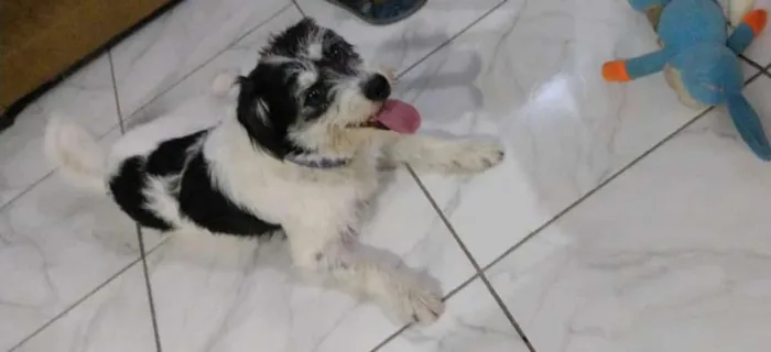 Cachorro raça SRD-ViraLata idade 4 anos nome Thor 