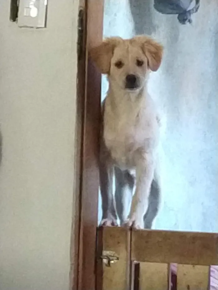 Cachorro raça SRD-ViraLata idade 4 anos nome Thor 