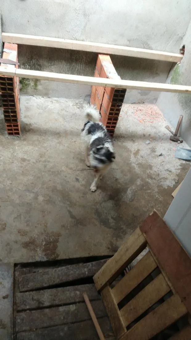 Cachorro raça SRD-ViraLata idade 4 anos nome Thor 