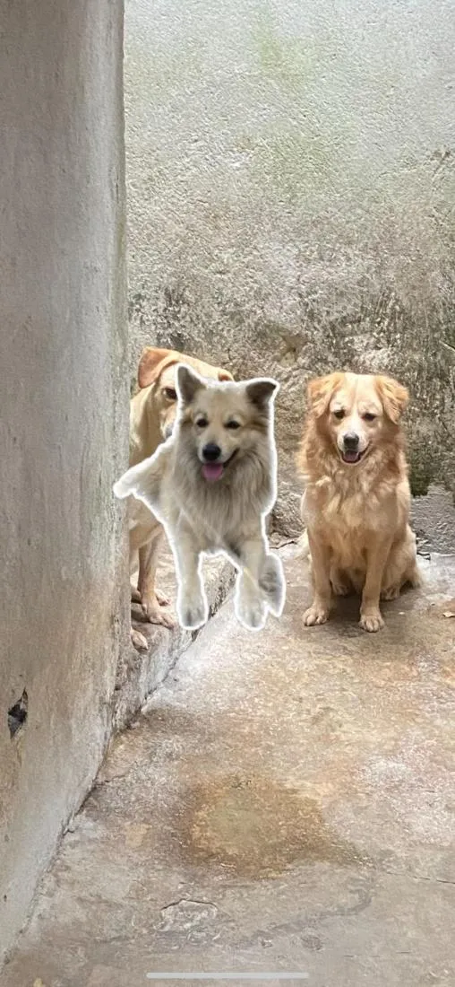 Cachorro raça SRD-ViraLata idade 4 anos nome Thor 