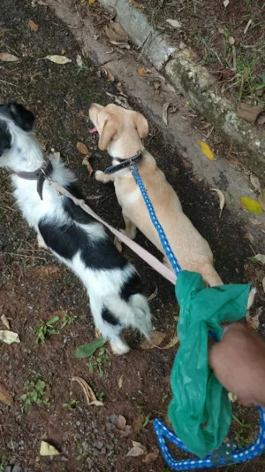 Cachorro raça SRD-ViraLata idade 4 anos nome Thor 