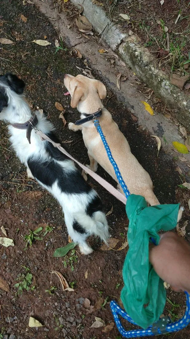 Cachorro raça SRD-ViraLata idade 4 anos nome Thor 