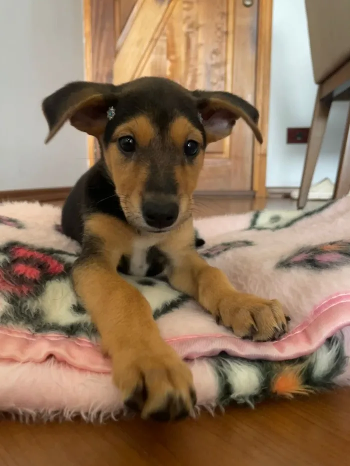 Cachorro raça SRD-ViraLata idade 2 a 6 meses nome Lola