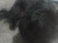 Duke