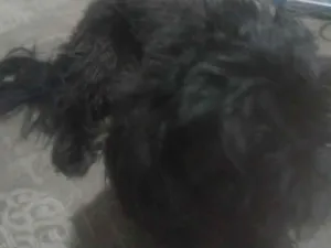 Cachorro raça Lhasa Apso idade 2 anos nome Duke