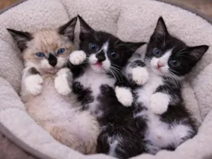 Gato raça SRD-ViraLata idade Abaixo de 2 meses nome Bebes para adocao