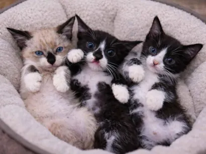 Gato raça SRD-ViraLata idade Abaixo de 2 meses nome Bebes para adocao