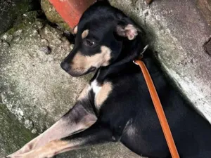 Cachorro raça SRD-ViraLata idade 2 a 6 meses nome Runa