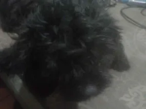 Cachorro raça Lhasa Apso idade 2 anos nome Taylor