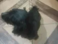 Simba 