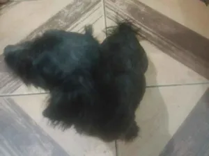 Cachorro raça Lhasa Apso idade 6 ou mais anos nome Simba 