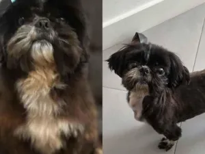 Cachorro raça Shitzu idade 6 ou mais anos nome Maya