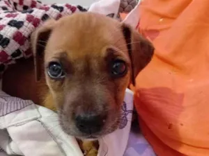 Cachorro raça SRD-ViraLata idade Abaixo de 2 meses nome Spike