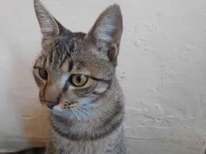 Gato raça SRD-ViraLata idade 2 a 6 meses nome mikey