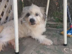 Cachorro raça SRD-ViraLata idade 1 ano nome Bili