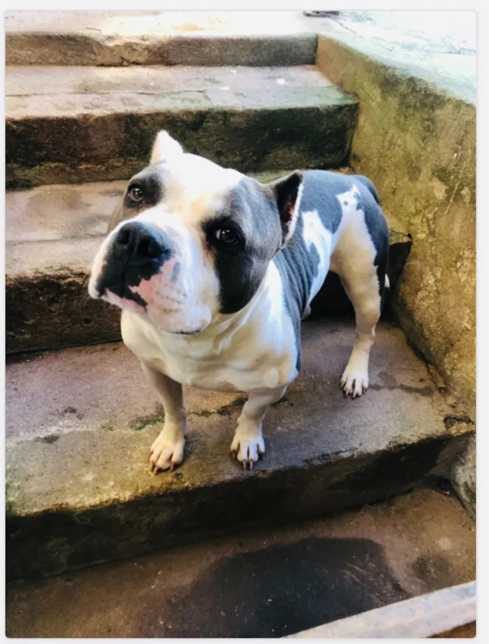 Cachorro raça SRD-ViraLata idade 3 anos nome Sheik